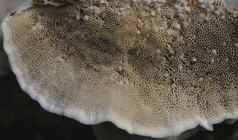 Trametes da determinare.
